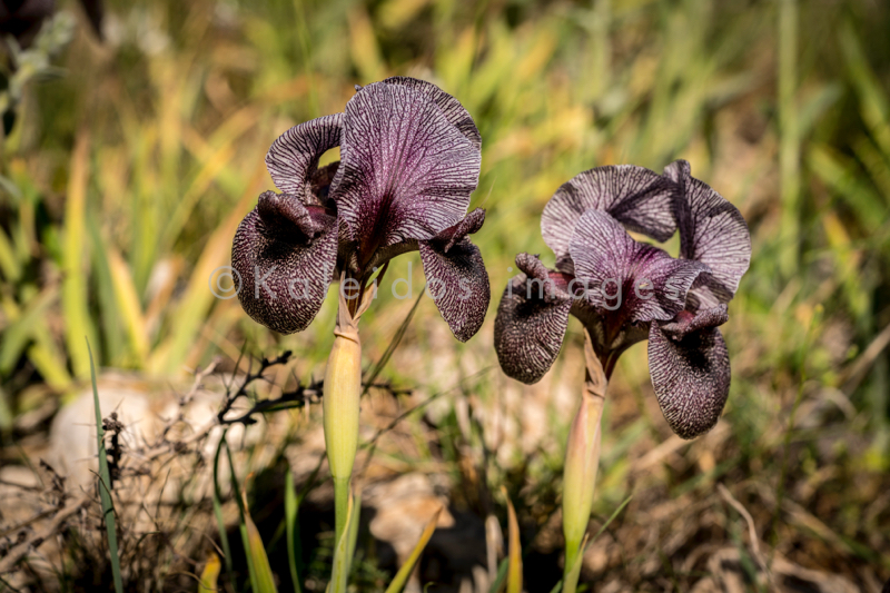 Al Arz;Iris;Iris Cedreti;Kaleidos;Kaleidos images;Lebanon;Middle East;Near East;Proche Orient;Tarek Charara;Flowers;Endemic;Endangered species;Endemic species;Critically endangered;Critically endangered species